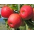 Jabłoń kolumnowa Malus 'Alwa'