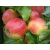 Jabłoń kolumnowa Malus 'Jonagold'
