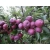 Jabłoń kolumnowa Malus 'Paulared' - Wczesna