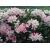 Różanecznik, Rhododendron "Pohjola's Daughter"