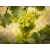 Winorośl, winogron Vitis "A-1004"