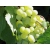 Winorośl, winogron Vitis "Baliet"