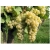 Winorośl, winogron Vitis "Chrupka Złota"