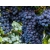 Winorośl, winogron Vitis "Isabella"