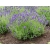Lawenda 'Lavandula' Thumbelina leigh