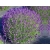 Lawenda 'Lavandula' Heidale blue