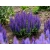 Szałwia 'Salvia officinalis' blue Bouguetta PBR