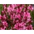 Gaura Baby butterfly dark pink