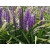 Liriope muscan Ingwersen