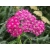 Krwawnik pospolity 'Achillea' Cerise Queen