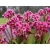 Bergenia 'Bergeniax hybrid' Flirt  PBR