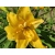 Liliowiec 'Hemerocallis' Three Tears