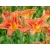 Liliowiec 'Hemerocallis' Europa