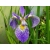 Irys, Kosacies 'Iris ppseudacorus' Niebieski