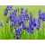 Irys, Kosacies 'Iris ppseudacorus' Niebieski