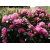 Różanecznik, Rhododendron ""Resonanz"