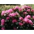 Różanecznik, Rhododendron ""Resonanz"
