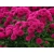 Aster - showmakers Magenta