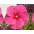 Hibiskus bagienny 'Hibiscus moscheutos' Pink Chocolate