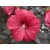 Hibiskus bagienny 'Hibiscus moscheutos' Holy Grail
