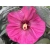 Hibiskus bagienny 'Hibiscus moscheutos' Watermelon Ruffles