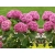 Hortensja ' Hydrangea arborescens' Pink Annabelle