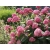 Hortensja ' Hydrangea arborescens' Pink Annabelle