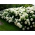 Hortensja ' Hydrangea arborescens' Strong anabelle