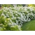 Hortensja ' Hydrangea arborescens' Strong anabelle