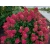 Hortensja bukietowa Hydrangea panikulata Fire light