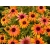 Jeżówka  'Echinacea' Rainbow marcella
