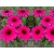 Jeżówka  'Echinacea'  Sensonation Wild Romance