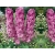 Ostróżka ogrodowa 'Delphinium' Astolat