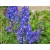 Ostróżka ogrodowa 'Delphinium' Blue bird