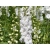 Ostróżka ogrodowa 'Delphinium' Galahad
