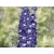 Ostróżka ogrodowa 'Delphinium' King Arthur