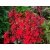Lobelia 'Lobelia' Starship scarlet