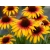 Jeżówka  'Echinacea' Parrot