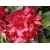 Różanecznik, Rhododendron "Bengal"