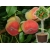 Brzoskwinia kolumnowa Prunus persica 'Saturn'