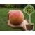 Brzoskwinia kolumnowa Prunus persica 'Harnaś'