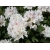Różanecznik, Rhododendron "Cunningham's White"