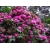 Różanecznik, Rhododendron "Germania"