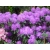 Różanecznik, Rhododendron "Alfred"