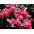 Różanecznik, Rhododendron "Strenzuber"