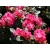 Różanecznik, Rhododendron "Strenzuber"