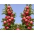 Jabłoń kolumnowa Malus 'Szampion'
