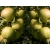 Jabłoń kolumnowa Malus 'Miodzianka'