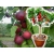 Nektarynka kolumnowa Prunus persica nucipersica 'Red Gold'