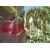 Agrest na pniu Ribes uva- crispa 'Invicta' czerwony